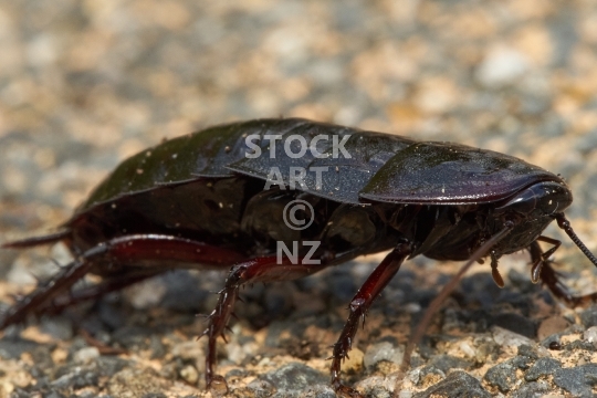 Black New Zealand cockroach or Kekerengu 