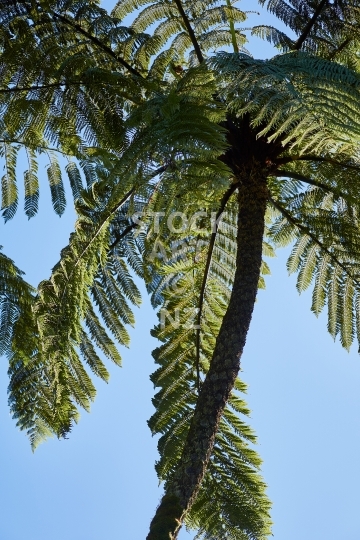 Black New Zealand Mamaku tree fern from below