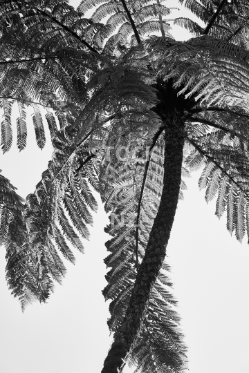 Black tree fern - NZ Mamaku - Black and white photo of the fronds canopy 