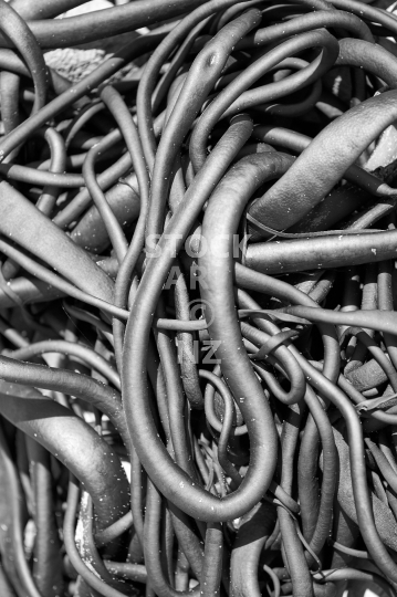 Bull kelp on a beach