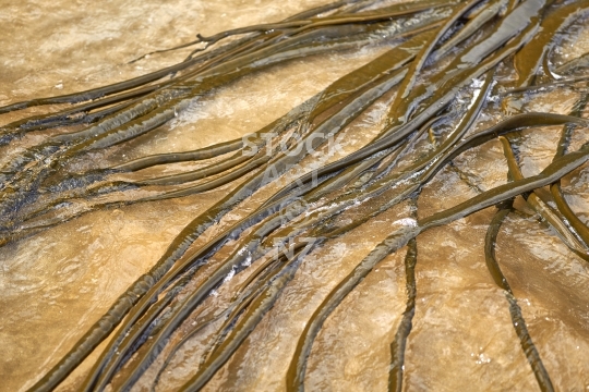 Bull kelp on a New Zealand beach - Blades of Durvillaea antarctica or Rimurapa lying washed up in water