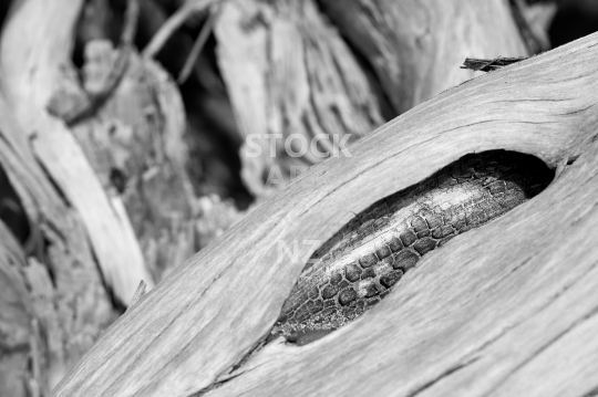 Burnt driftwood - Closeup of a log with a burned out charred hole - black & white photo
