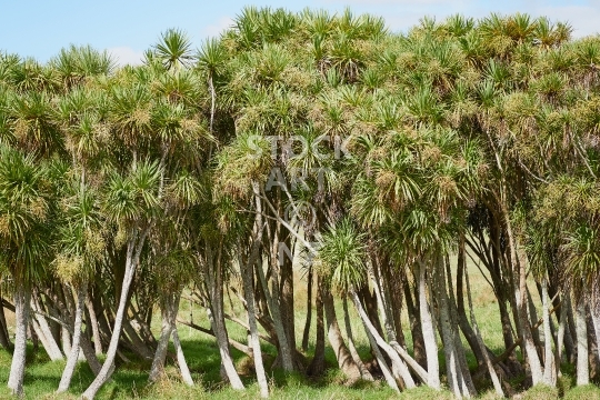 Cabbage trees - Cordyline australis - A big stand of Ti Kouka on the Pouto Pensinsula, Northland, New Zealand