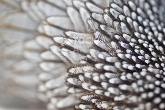 California quail feathers - Abstract macro close up