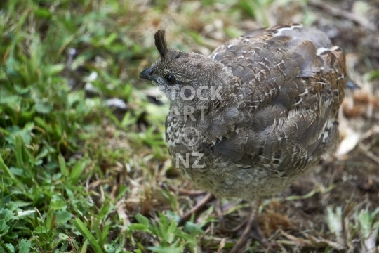 Camouflaged Californian quail 