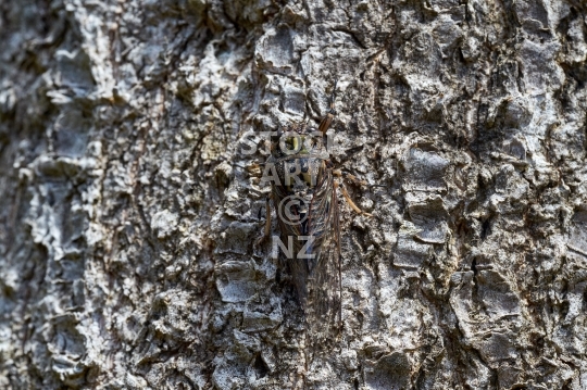 Camouflaged New Zealand cicada - Completely hidden native insect on tree bark