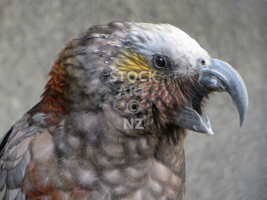 Cheeky Kaka - New Zealand Kaka parrot portrait - lower resolution 800 pixel web only stock photo