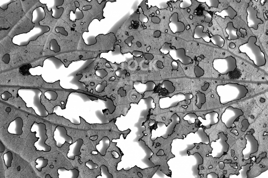 Chewed up Kawakawa leaves