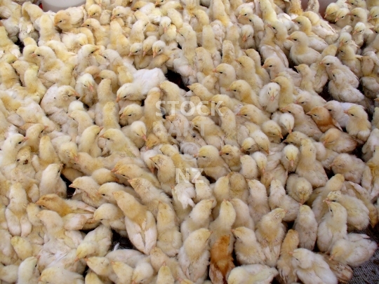 Chicken chicks - Closeup of a crate of baby chickens in a Marrakesh market, Morocco - lower resolution stock photo, ideal for web use