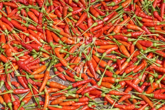 Chillis drying in the sun