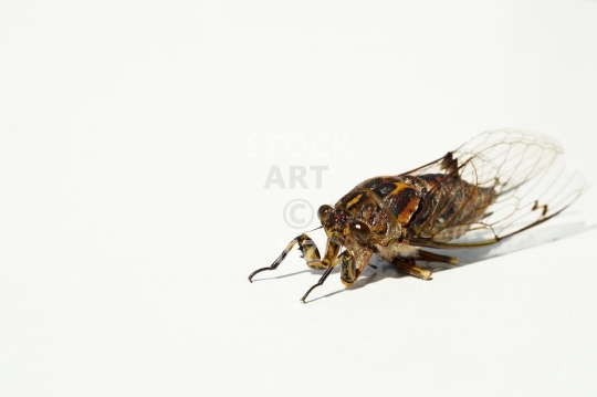 Chorus cicada - Amphipsalta zealandica or Kihikihi Wawaa  - Macro photo of a New Zealand cicada, isolated on white background