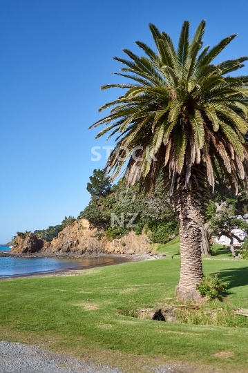 Church Bay palm tree - Tutukaka, Northland, NZ