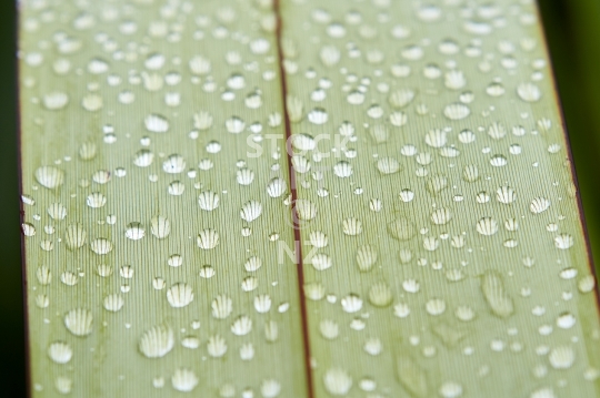 Close up of a flax leaf with water _drop_lets