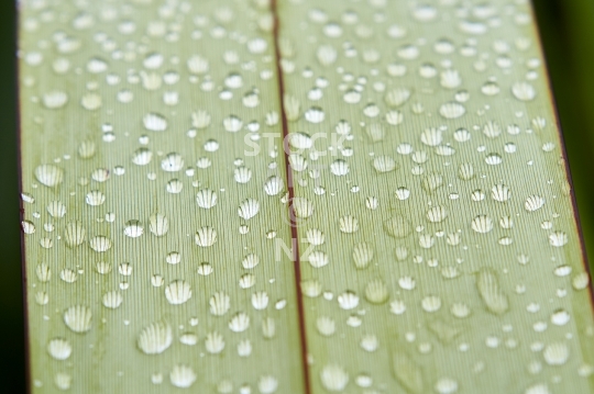 Close up of a flax leaf with water _drop_lets - Phormium tenax blade wet after the rain