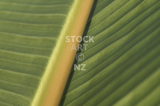 Closeup of a banana palm leaf