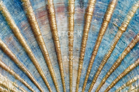 Closeup of a coloured scallop shell