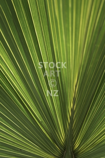 Closeup of a fan palm frond - Chinese windmill palm - tropical background