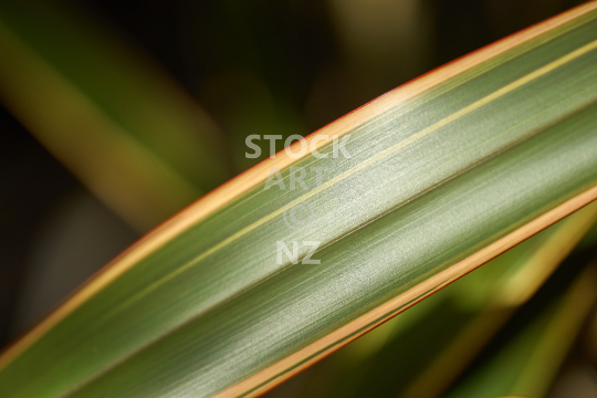 Closeup of a flax leaf - New Zealand flax in nature - phormium tenax