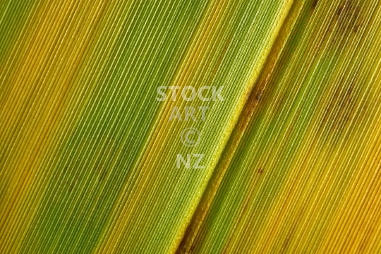 Closeup of a flax leaf in detail - New Zealand flax blade - phormium tenax