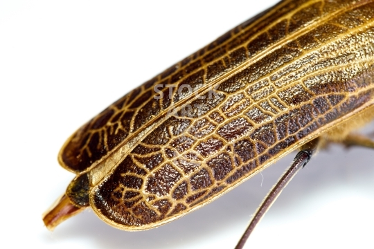 Closeup of a Huhu beetle’s back wings
