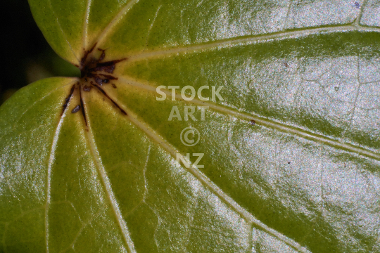 Closeup of a Kawakawa leaf 