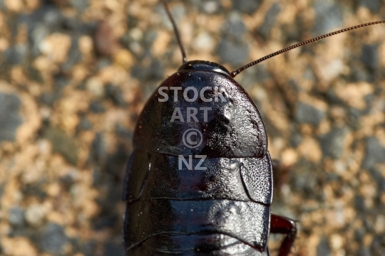 Closeup of a Large black New Zealand cockroach - Kekerengu  -                                