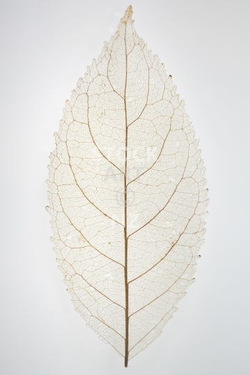 Closeup of a mahoe or whiteywood leaf  - Skeletonised and translucent leaf, isolated on white background - Melicytus ramiflorus