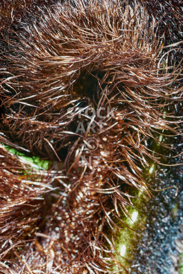 Closeup of a new curled up Mamaku koru - Hairy Black New Zealand Tree Fern frond 