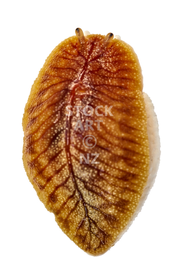 Closeup of a New Zealand native leaf-veined slug  - Athoracophoridae family, also Putoko ropiropi, on white background