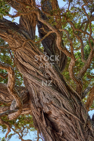 Closeup of a New Zealand Pohutukawa tree - Beautiful twisted trunk and branches