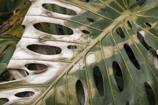 Closeup of an old decaying leaf of a Swiss cheese plant - Monstera deliciosa, photographed in New Zealand                               
