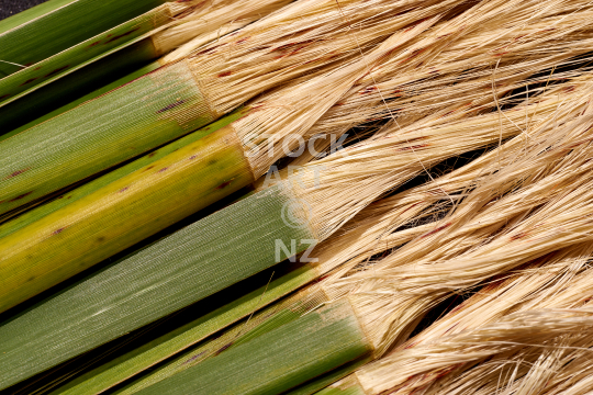 Closeup of beautiful muka coming out of processed green flax leaves - White flax fibre strands are a great resource for flax weaving