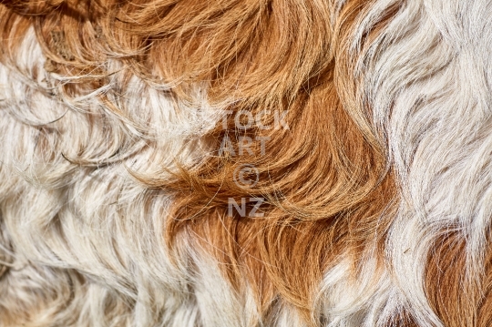 Closeup of brown white fluffy cow fur, in Switzerland 