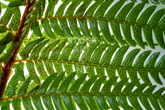 Closeup of green tree fern leaves