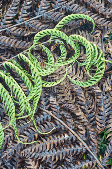 Closeup of New Zealand tree fern leaves on the forest floor