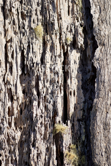 Closeup of old worm eaten wood in New Zealand - Old dying tree with weathered patterns