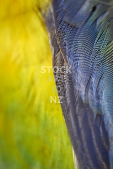 Colourful Eastern rosella closeup - yellow and blue parrot feathers - Detailed macro photo, portrait orientation