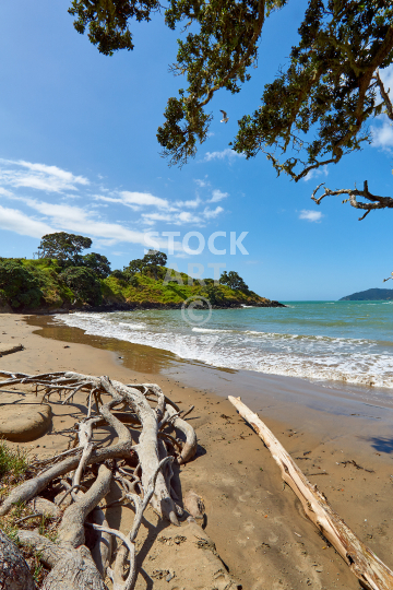 Coopers Beach in Doubtless Bay, Northland NZ - Golden sand, driftwood and pohutukawa at the northern end of the beach