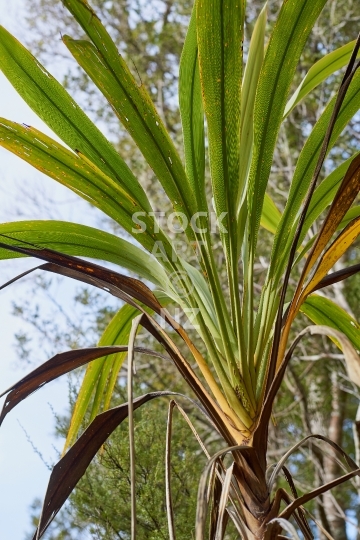 Cordyline banksii - New Zealand forest cabbage tree