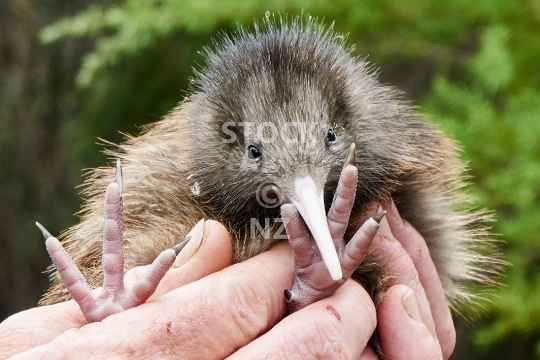 Cute kiwi chick - Young and cute New Zealand kiwi baby bird held in safe hands