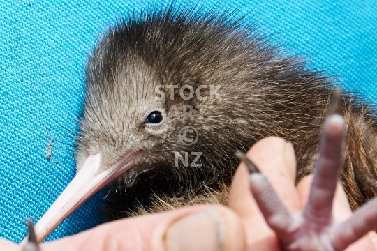 Cute little New Zealand Kiwi chick  - Baby bird held in safe hands during a conservation check up 