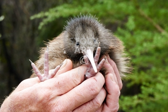 Cute New Zealand Kiwi bird chick - Young and super cute Kiwi chick, held in caring hands during a conservation check