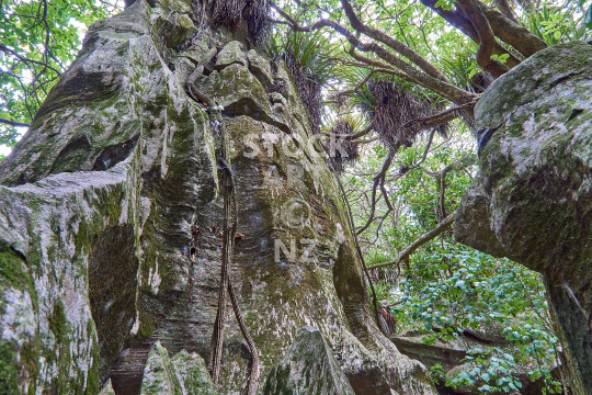 Dark jungle and rock formations in Abbey Caves Reserve - Whangarei, Northland, NZ
