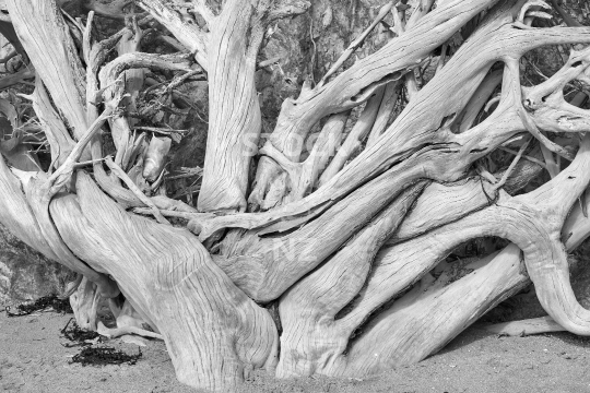 Dead New Zealand Pohutukawa tree on a beach - Black & white photo