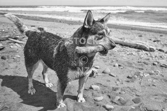 Dog on a beach - Playing with a stick - black & white photo