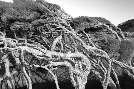 Dramatic wind bent New Zealand tea trees - Black & white artistic photo of an iconic and wild stand of coastal manuka bush