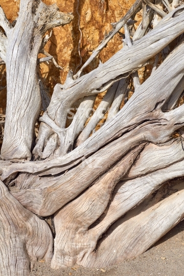 Driftwood tree on a New Zealand beach - Closeup of a skeletonised tree after coastal erosion