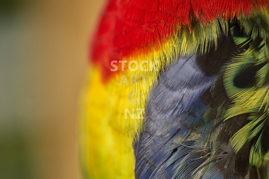 Eastern Rosella feathers close up - Macro close up of gorgeous and colourful yellow, red and blue parrot feathers
