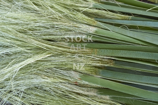 Extracting muka fibre from NZ flax - Closeup of white muka coming out of green flax leaves