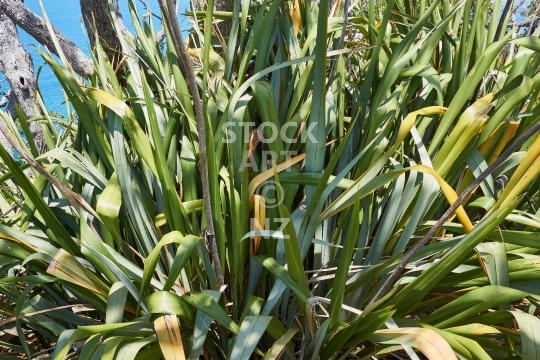 Flax bush - The lush leaves of a coastal Phormium tenax plant in New Zealand